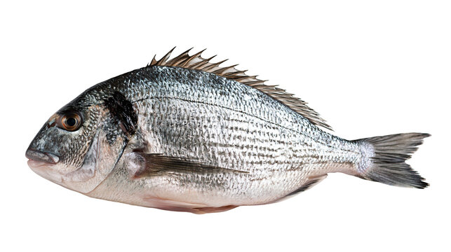 Fresh whole gilthead sea bream fish with silver scales and spiny dorsal fin
