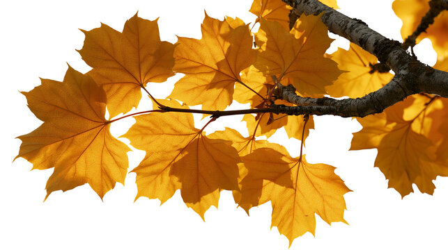 Golden yellow maple leaves on a textured tree branch in autumn