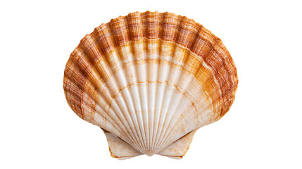 Orange and white fan shaped scallop seashell with ribbed texture © Alaric