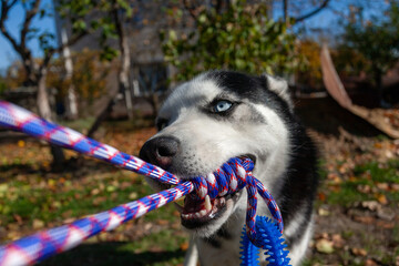 Siberian husky dog pulling a rope toy during play in a garden © Marius