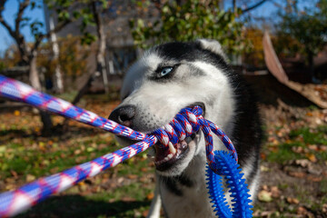 Close up of a siberian husky dog gripping a rope toy with its teeth © Marius