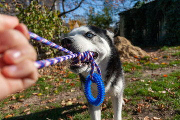 Person playing tug of war with a siberian husky dog using a rope toy © Marius