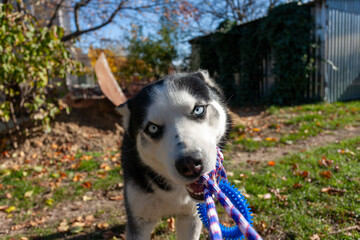 Siberian husky dog holding a rope toy in its teeth in an autumn garden © Marius