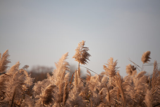 Golden common reed plumes swaying in warm autumn sunlight by a lake shore