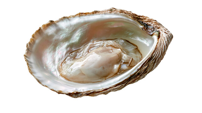 Fresh raw oyster meat inside an open iridescent nacreous shell