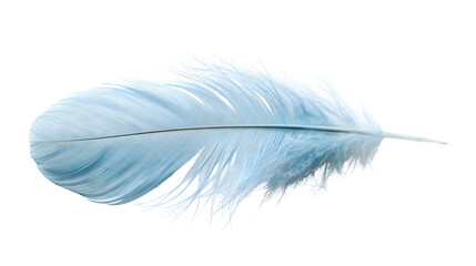 Soft light blue bird feather with delicate downy barbs and central quill © Alaric
