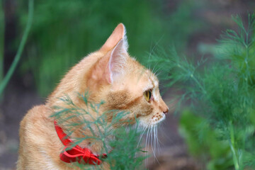 Orange cat investigates dill © PROKOPYCH