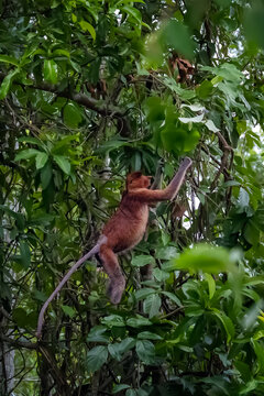 Proboscis monkey, Nasalis larvatus, climbing through dense tropical forest vegetation with its long tail extended in the rainforest of Borneo