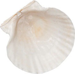White Natural Marine Coastal Scallop Seashell © Ksuview