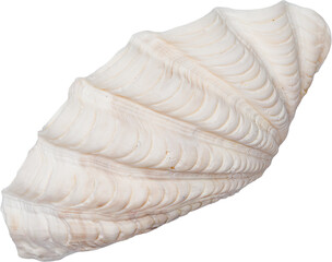 White Natural Marine Coastal Scallop Seashell © Ksuview