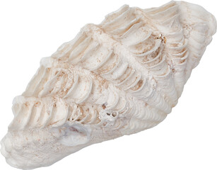 White Natural Marine Coastal Scallop Seashell © Ksuview