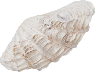 White Natural Marine Coastal Scallop Seashell © Ksuview
