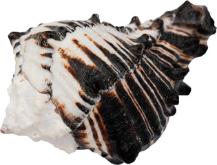 Black And White Natural Marine Sea Shell © Ksuview