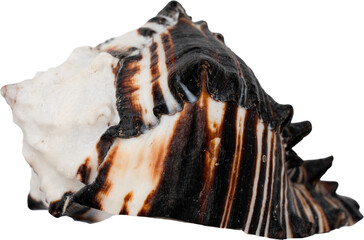 Black And White Natural Marine Sea Shell © Ksuview