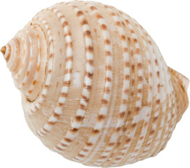 Brown Natural Marine Spiral Conch Shell © Ksuview