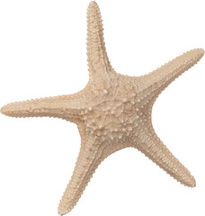 White Natural Marine Coastal Starfish © Ksuview