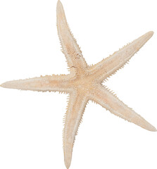 White Natural Marine Coastal Starfish © Ksuview