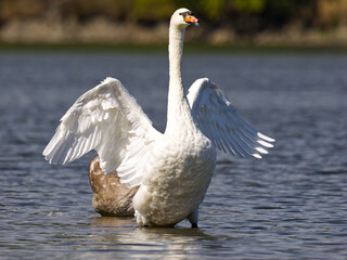 swan on the lake © Filip