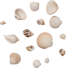 White Natural Marine Scattered Sea Shells © Ksuview