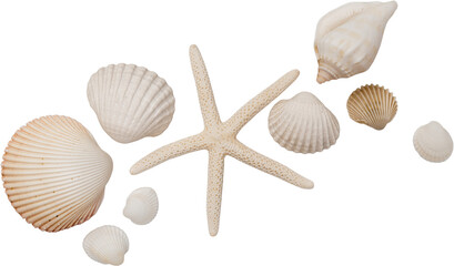 White Natural Marine Scattered Sea Shells © Ksuview