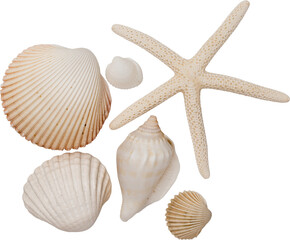 White Natural Marine Scattered Sea Shells © Ksuview