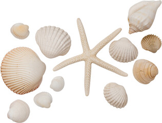 White Natural Marine Scattered Sea Shells © Ksuview