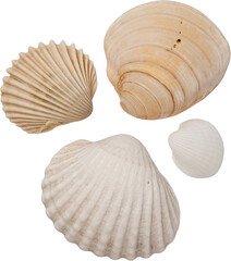 White Natural Marine Scattered Sea Shells © Ksuview
