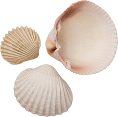 White Natural Marine Scattered Sea Shells © Ksuview