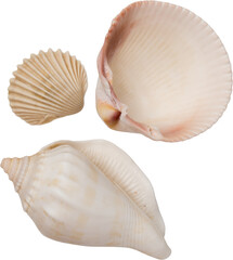 White Natural Marine Scattered Sea Shells © Ksuview