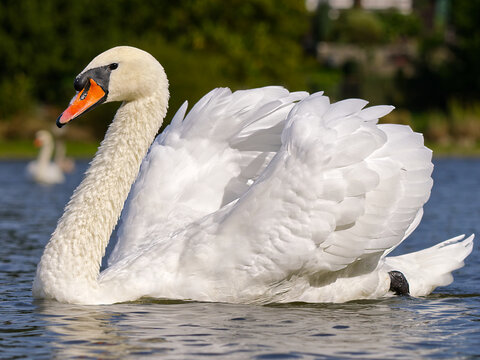mute swan cygnus olor