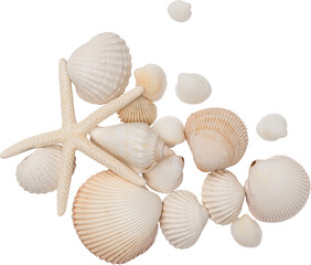 White Natural Marine Scattered Sea Shells © Ksuview