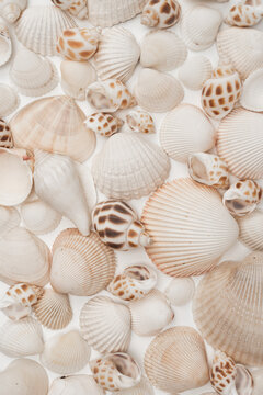 Beige Natural Marine Scattered Sea Shells Background