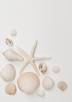 White Natural Marine Scattered Sea Shells