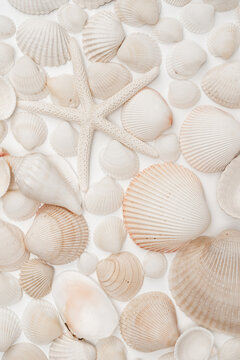 White Natural Marine Scattered Sea Shells Background
