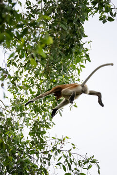 Proboscis monkey, Nasalis larvatus, leaping through the tropical forest canopy with its body airborne and long tail extended in Borneo