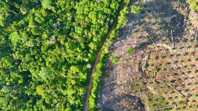 Top view of a deforested rainforest.