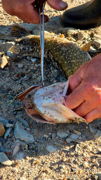 Detailed close-up vertical photograph of a fisherman's hand carefully holding open the jaw of a freshly caught predatory pike fish lying on a rocky shore, demonstrating the process of unhooking a meta