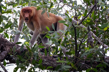 Proboscis monkey, Nasalis larvatus, standing on a tree branch with an open mouth among dense green foliage in the tropical forest of Borneo © Fauzan Maududdin