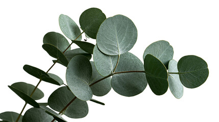 Fresh green eucalyptus branch with round silver dollar leaves © Motruc
