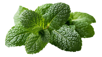 Fresh green peppermint leaves bunch with textured foliage © Motruc
