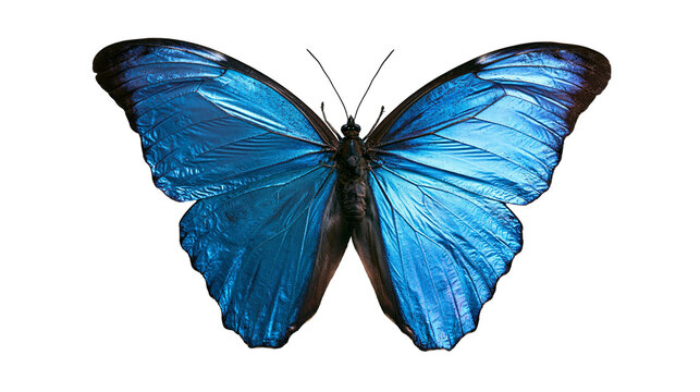 Vibrant iridescent blue Morpho butterfly with black wing edges