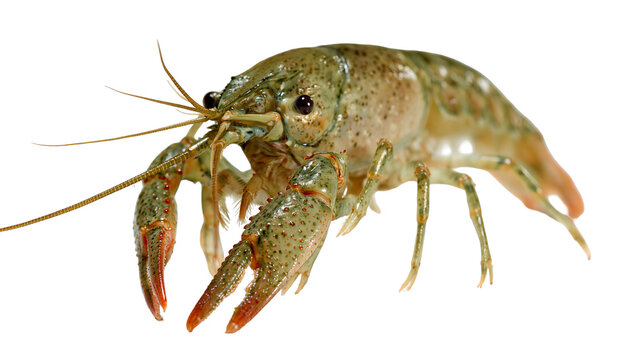 Green freshwater crayfish with large claws and long antennae