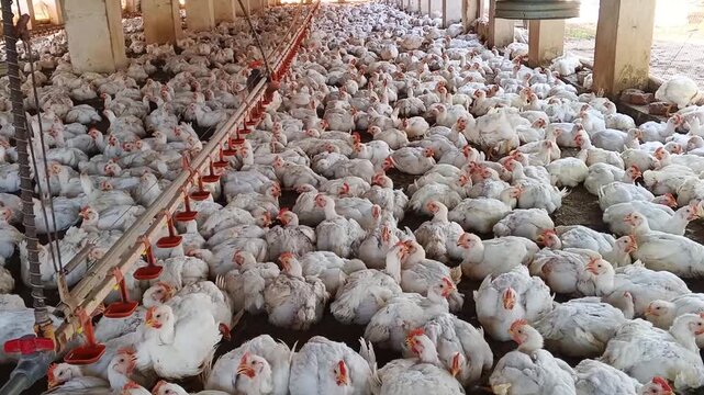 White broiler chickens inside modern commercial poultry farm shed