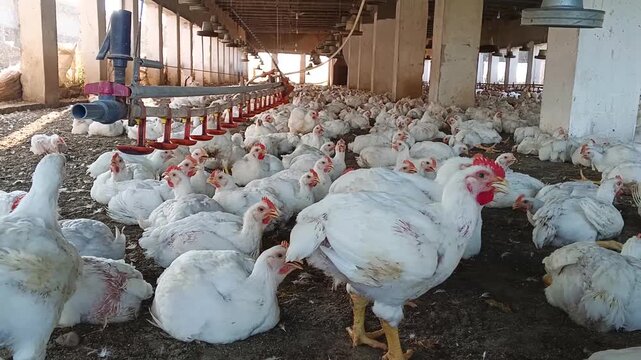 White chickens resting and walking on litter inside commercial poultry farm