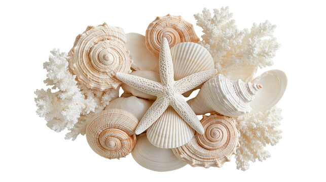 Starfish and assorted seashells with white coral branches collection