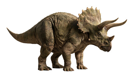 Triceratops dinosaur with textured green skin and large bony frill with horns © Motruc