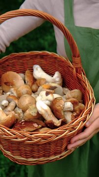 Picking mushrooms in the forest. Selective focus.