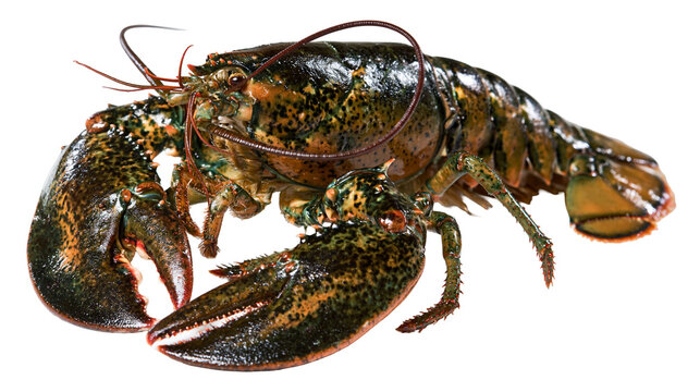 Fresh raw whole American lobster with mottled green and brown shell