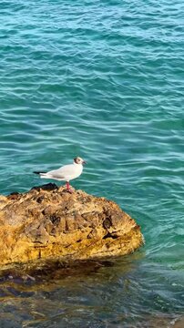 Seagull standing on coastal rock surrounded by clear turquoise sea water. Wild seabird resting on rocky shore in sunny summer weather