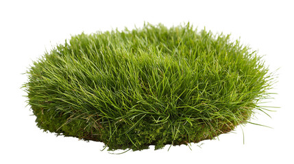 Circular patch of lush green grass with mossy soil base © Motruc